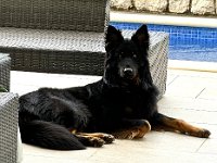 Onyx  Bes.: Karin Stadlin und Goofy Windler